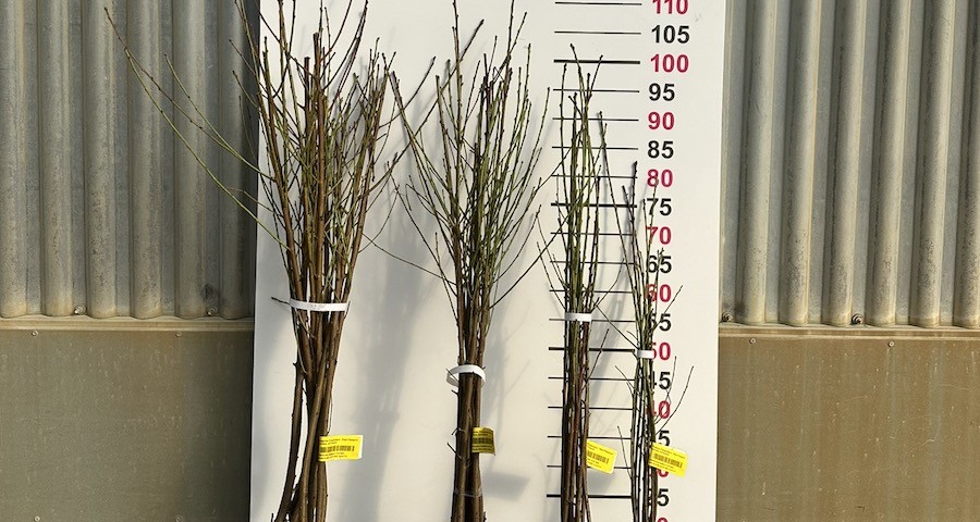 viveros_hernandorena_1