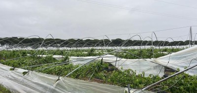 Freshuelva pide ayudas para el sector de los frutos rojos, cuya exportación ha caído un 50%