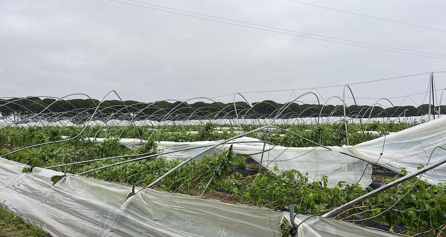 Freshuelva_lluvias_frutos_rojos