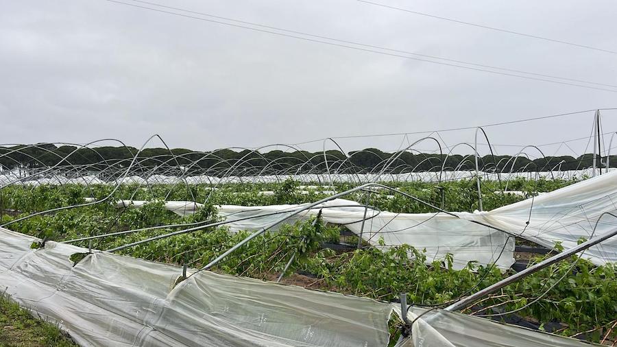 Freshuelva pide ayudas para el sector de los frutos rojos, cuya exportación ha caído un 50% Freshuelva pide ayudas para el sector de los frutos rojos, cuya exportación ha caído un 50%