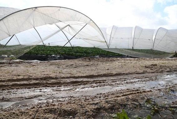 Planas solicita a la CE la activación del fondo agrícola de crisis para las zonas afectadas por las borrascas
