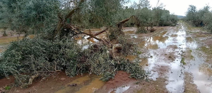 El temporal deja daños devastadores en el sector agrícola andaluz con pérdidas del 50 al 80% en el olivar de Jaén El temporal deja daños devastadores en el sector agrícola andaluz con pérdidas del 50 al 80% en el olivar de Jaén
