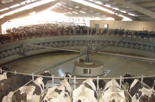 La sala de ordeño más grande de España ha sido implementada por GEA Farm Technologies