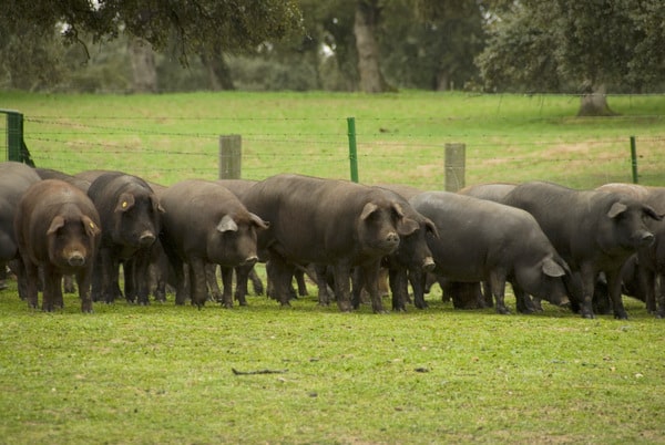 Las trincheras del Ibérico