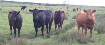 Aberdeen Angus en la Montaña Palentina