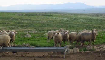 Análisis de rentabilidad en explotaciones de ovino de carne