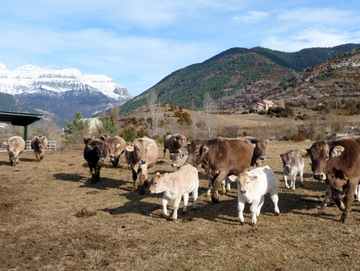 Gestión técnico-económica en explotaciones de vacas nodrizas