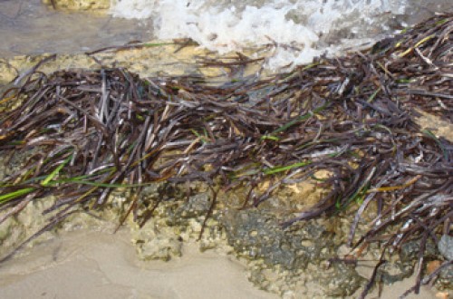 Plantas marinas como fuente forrajera en rumiantes