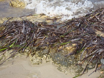 Plantas marinas como fuente forrajera en rumiantes