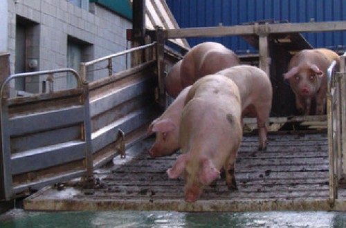 ANTA y Sateliun firman un acuerdo de colaboración para garantizar el bienestar animal