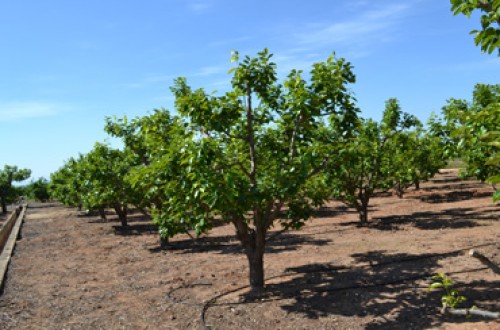 El calor, el pedrisco y la caída de caquis en los campos jóvenes rebajan la previsión de cosecha