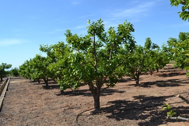 El calor, el pedrisco y la caída de caquis en los campos jóvenes rebajan la previsión de cosecha