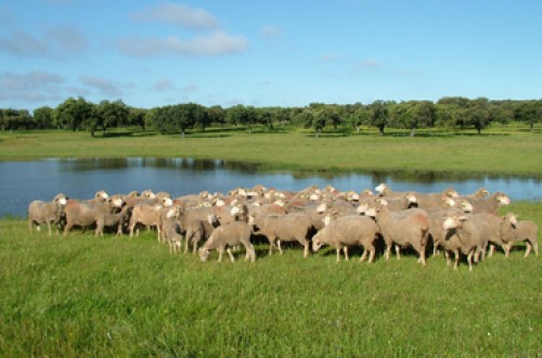 Apag Extremadura Asaja solicita la flexibilización de las condiciones medioambientales de las ZEPAS