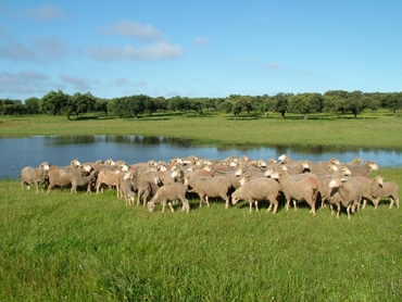 El sector español asociativo de ovino de carne y leche apuesta por la integración