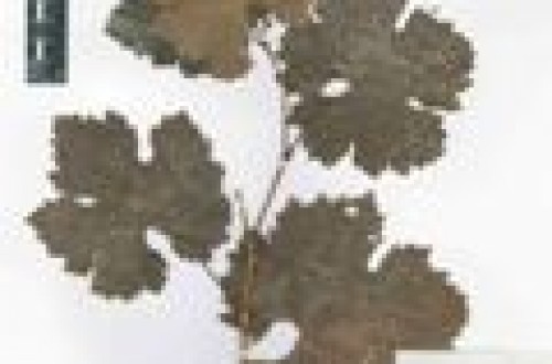 El CSIC y el grupo bodeguero José Estévez colaboran para identificar las variedades de vid del herbario más antiguo del mundo