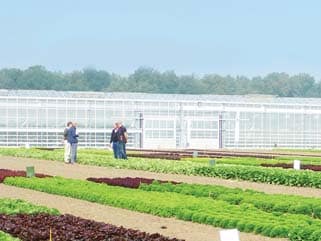 Las nuevas Multileaf y Mini Romanas, estrellas en las jornadas de lechuga Nunhems en Murcia