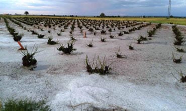 Tormentas de granizo dejan graves daños en Castilla-La Mancha y Murcia