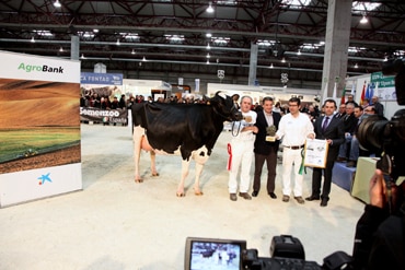 La vaca Badiola Damion Koketa, Gran Campeona en el XXXIII Open Internacional en Cimag-GandAgro